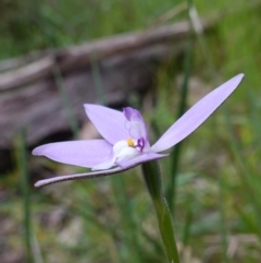 Glossodia major (Wax Lip Orchid) at Albury - 19 Sep 2023 by RobG1