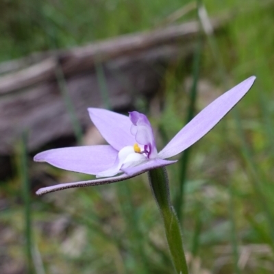 Glossodia major (Wax Lip Orchid) at Nail Can Hill - 19 Sep 2023 by RobG1