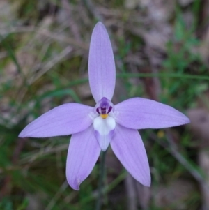 Glossodia major at Glenroy, NSW - 19 Sep 2023