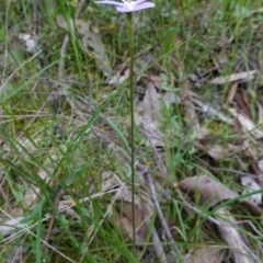 Glossodia major at Glenroy, NSW - suppressed