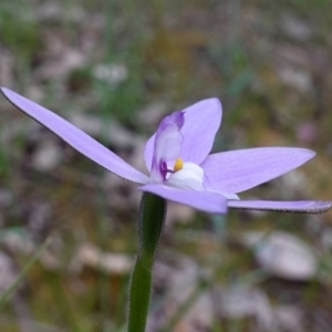 Glossodia major at Glenroy, NSW - 19 Sep 2023