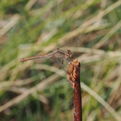 Diplacodes bipunctata (Wandering Percher) at Kenny, ACT - 30 Sep 2023 by RAllen