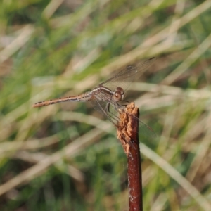 Diplacodes bipunctata at Goorooyarroo NR (ACT) - 30 Sep 2023 12:58 PM