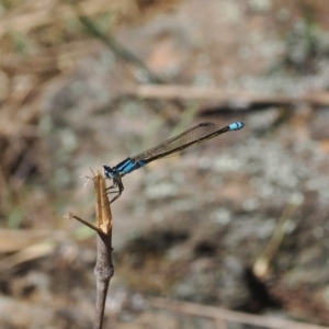 Ischnura heterosticta at Goorooyarroo NR (ACT) - 30 Sep 2023 12:59 PM