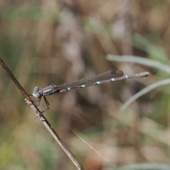 Austrolestes leda (Wandering Ringtail) at Gungahlin, ACT - 30 Sep 2023 by RAllen