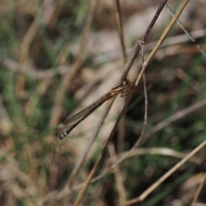 Xanthagrion erythroneurum at Goorooyarroo NR (ACT) - 30 Sep 2023