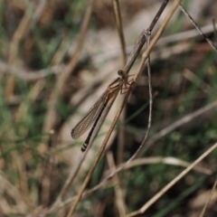 Xanthagrion erythroneurum at Goorooyarroo NR (ACT) - 30 Sep 2023