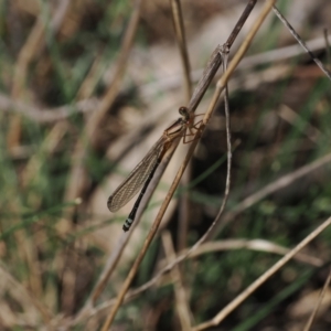 Xanthagrion erythroneurum at Goorooyarroo NR (ACT) - 30 Sep 2023