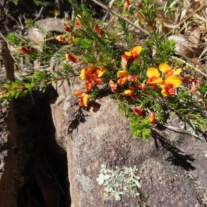 Dillwynia prostrata at Berlang, NSW - 1 Oct 2023 11:26 AM