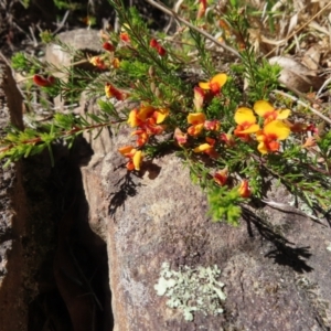 Dillwynia prostrata at Berlang, NSW - 1 Oct 2023