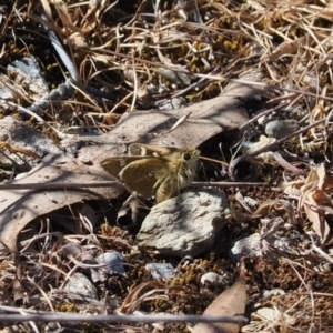 Trapezites luteus at Gungahlin, ACT - 30 Sep 2023