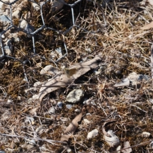 Trapezites luteus at Gungahlin, ACT - 30 Sep 2023 01:27 PM