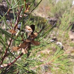 Hakea microcarpa (Small-fruit Hakea) at QPRC LGA - 1 Oct 2023 by MatthewFrawley