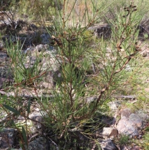 Hakea microcarpa at Berlang, NSW - 1 Oct 2023 11:28 AM