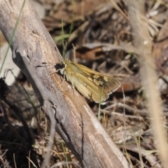 Trapezites luteus at Gungahlin, ACT - 30 Sep 2023