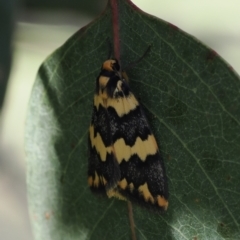 Termessa shepherdi (Shepherd's Footman) at Gungahlin, ACT - 30 Sep 2023 by RAllen