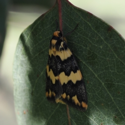 Termessa shepherdi (Shepherd's Footman) at Goorooyarroo NR (ACT) - 30 Sep 2023 by RAllen