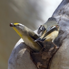 Pardalotus striatus (Striated Pardalote) at Ainslie, ACT - 29 Sep 2023 by jb2602