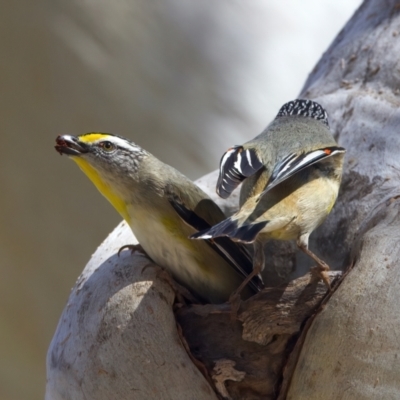 Pardalotus striatus (Striated Pardalote) at Ainslie, ACT - 29 Sep 2023 by jb2602