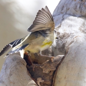 Pardalotus striatus at Ainslie, ACT - 29 Sep 2023