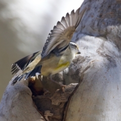 Pardalotus striatus at Ainslie, ACT - suppressed