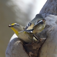 Pardalotus striatus at Ainslie, ACT - 29 Sep 2023