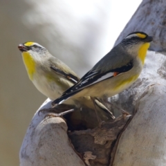 Pardalotus striatus at Ainslie, ACT - suppressed