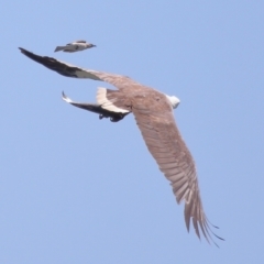 Haliaeetus leucogaster (White-bellied Sea-Eagle) at Ormiston, QLD - 30 Sep 2023 by TimL