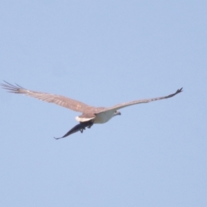 Haliaeetus leucogaster at Ormiston, QLD - 30 Sep 2023 11:08 AM