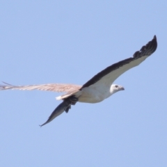 Haliaeetus leucogaster at Ormiston, QLD - 30 Sep 2023 11:08 AM