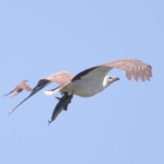 Haliaeetus leucogaster at Ormiston, QLD - 30 Sep 2023