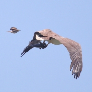 Haliaeetus leucogaster at Ormiston, QLD - 30 Sep 2023 11:08 AM