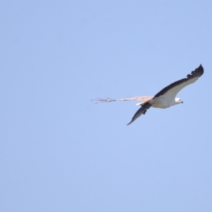 Philemon citreogularis at Ormiston, QLD - 30 Sep 2023