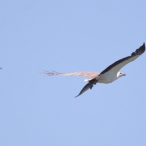 Philemon citreogularis at Ormiston, QLD - 30 Sep 2023