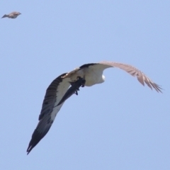 Philemon citreogularis at Ormiston, QLD - 30 Sep 2023