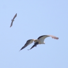 Philemon citreogularis at Ormiston, QLD - 30 Sep 2023