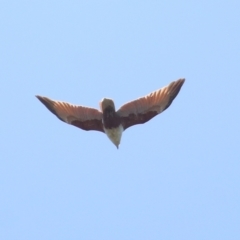 Haliastur indus (Brahminy Kite) at Ormiston, QLD - 30 Sep 2023 by TimL