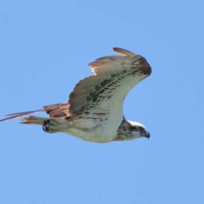 Pandion haliaetus (Osprey) at Cleveland, QLD - 30 Sep 2023 by TimL