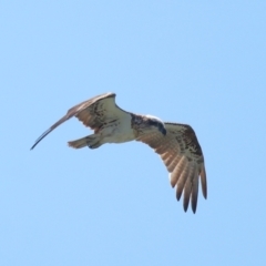 Pandion haliaetus at Cleveland, QLD - suppressed