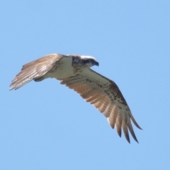 Pandion haliaetus at Cleveland, QLD - suppressed