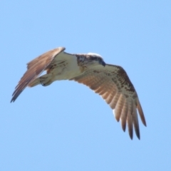 Pandion haliaetus at Cleveland, QLD - suppressed