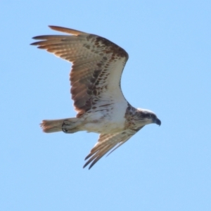 Pandion haliaetus at Cleveland, QLD - 30 Sep 2023