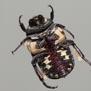 Glycyphana stolata at Wellington Point, QLD - suppressed