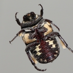 Unidentified Scarab beetle (Scarabaeidae) at Wellington Point, QLD - 27 Sep 2023 by TimL