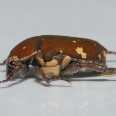 Glycyphana stolata at Wellington Point, QLD - suppressed