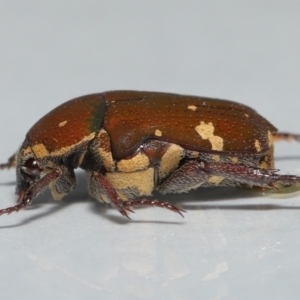 Glycyphana stolata at Wellington Point, QLD - suppressed