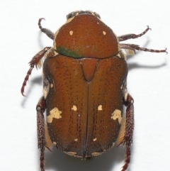 Glycyphana stolata at Wellington Point, QLD - suppressed