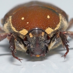 Glycyphana stolata at Wellington Point, QLD - suppressed