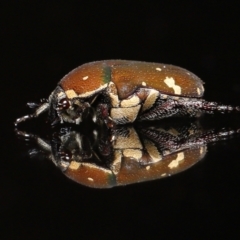 Glycyphana stolata at Wellington Point, QLD - suppressed