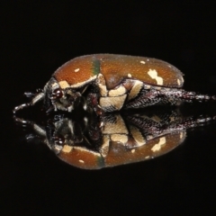 Glycyphana stolata at Wellington Point, QLD - suppressed